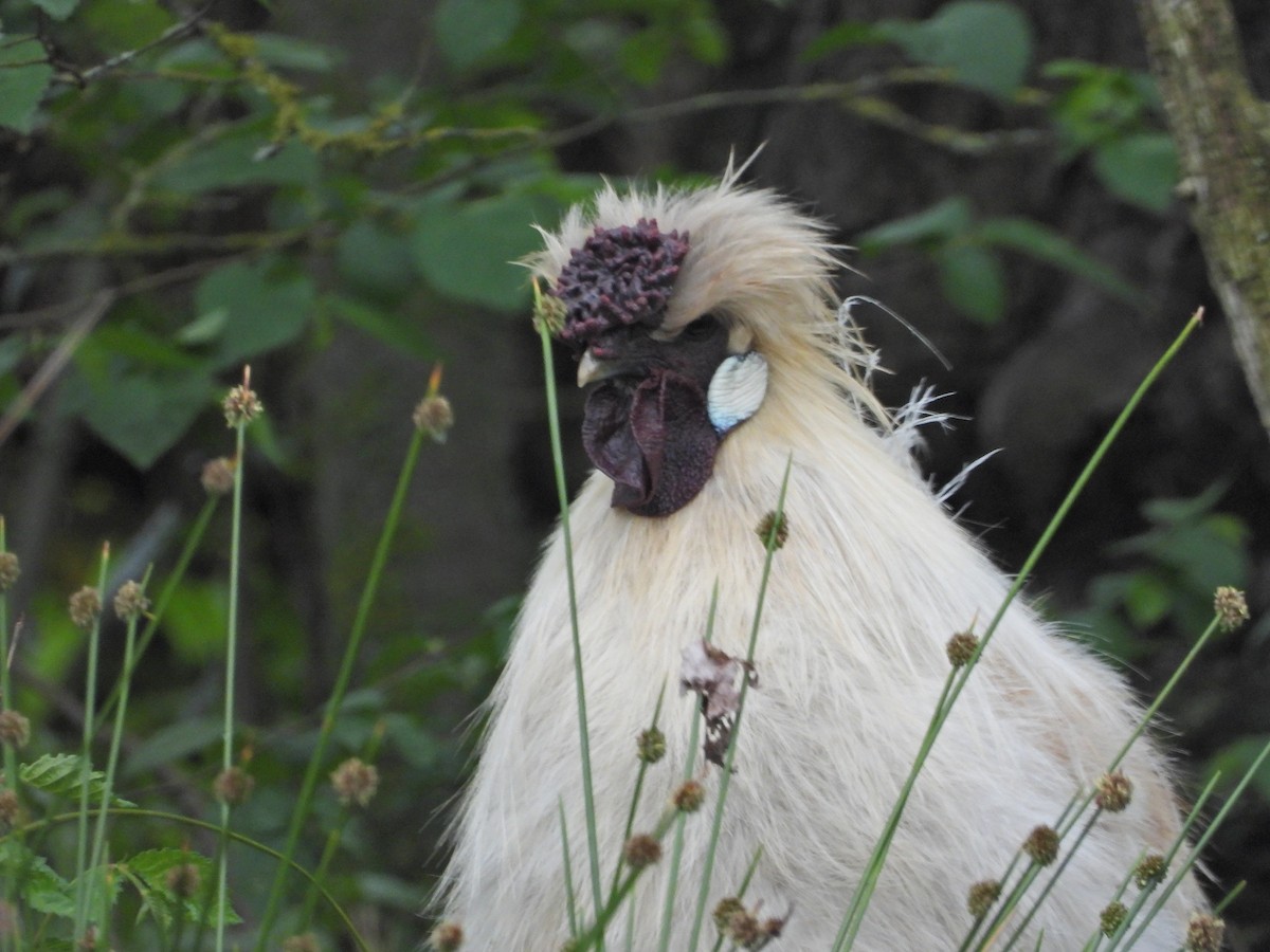 kur domácí - ML644611493