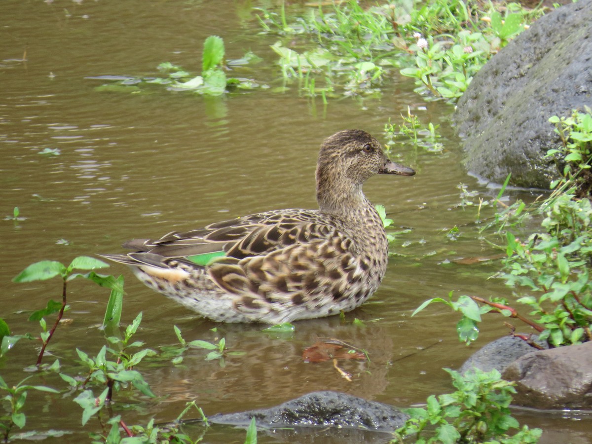 krikkand - ML644611494