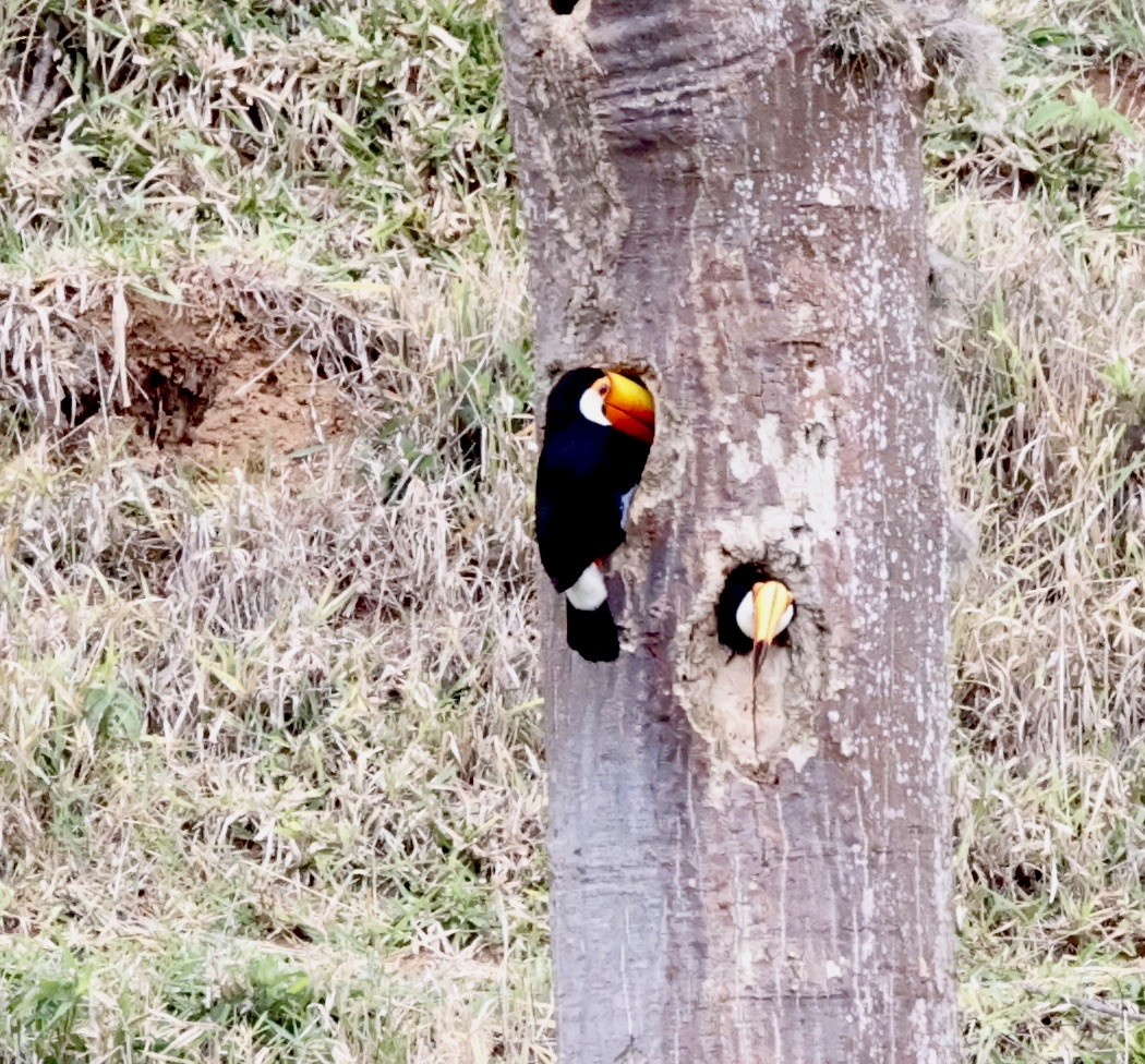 Toco Toucan - ML644611496