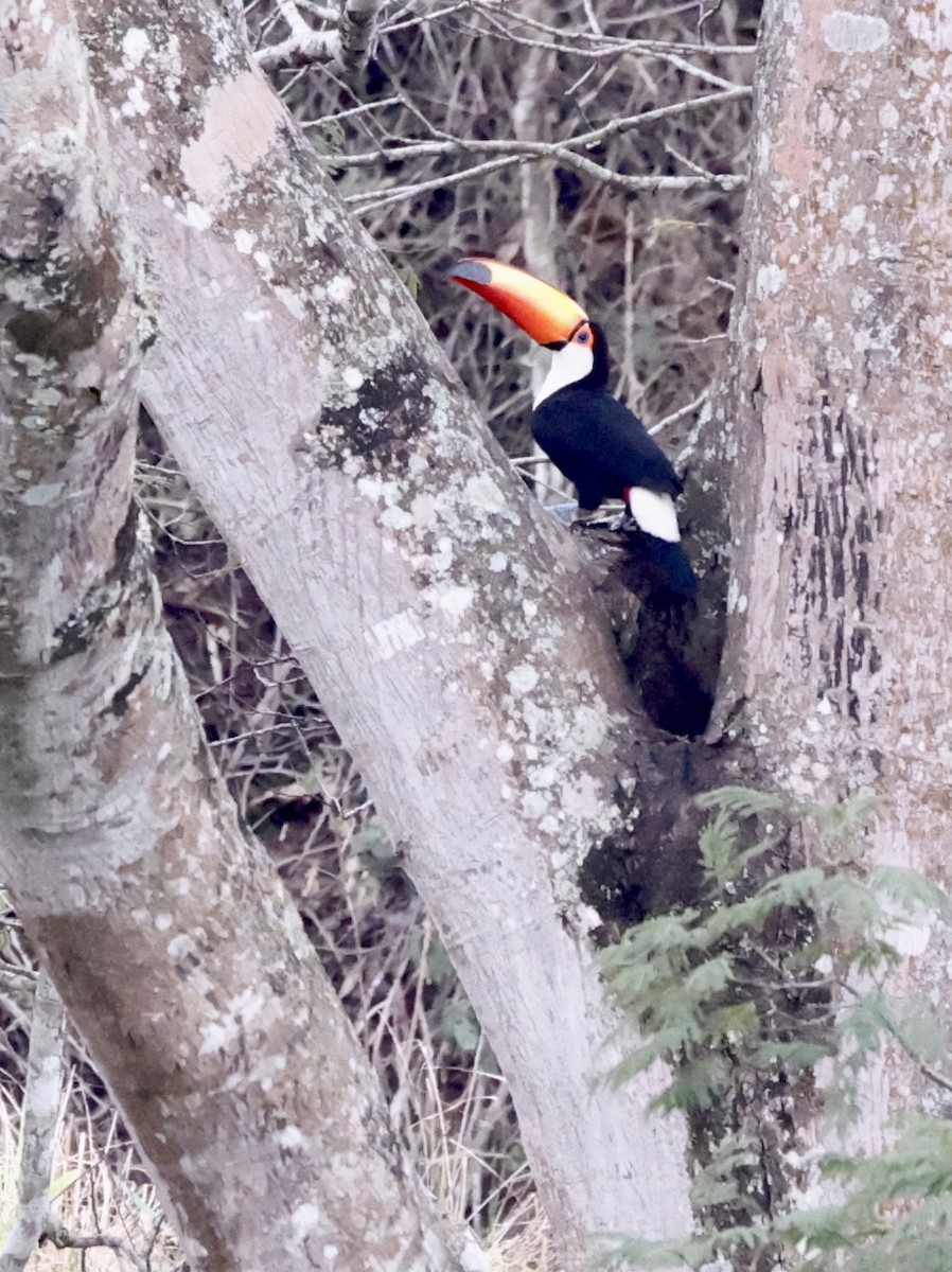 Toco Toucan - ML644611497