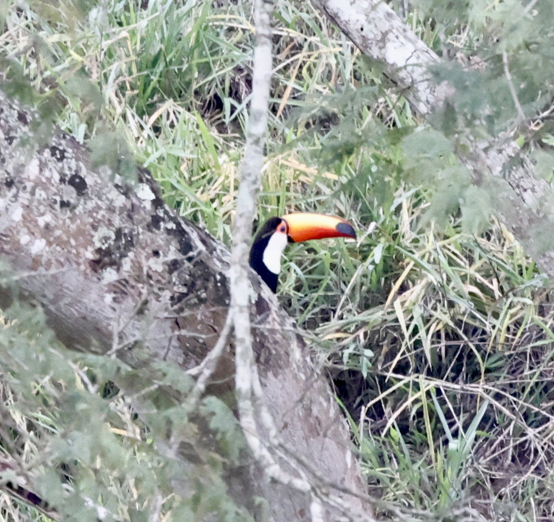 Toco Toucan - ML644611498