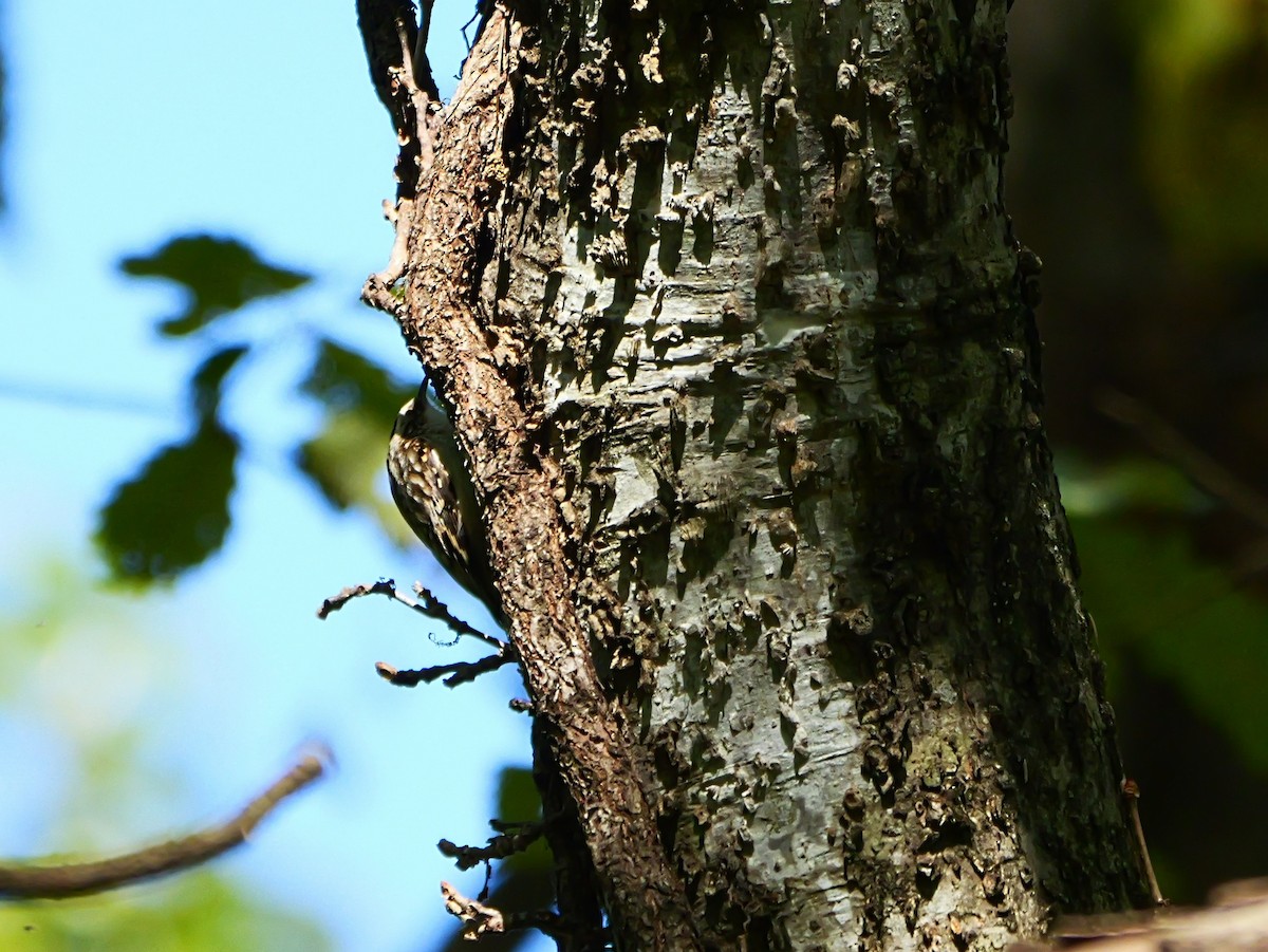 Brown Creeper - ML644611499