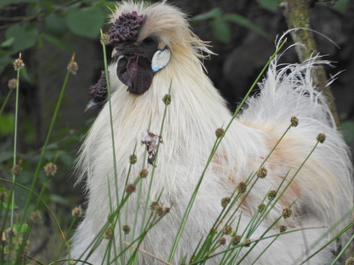 kur domácí - ML644611500