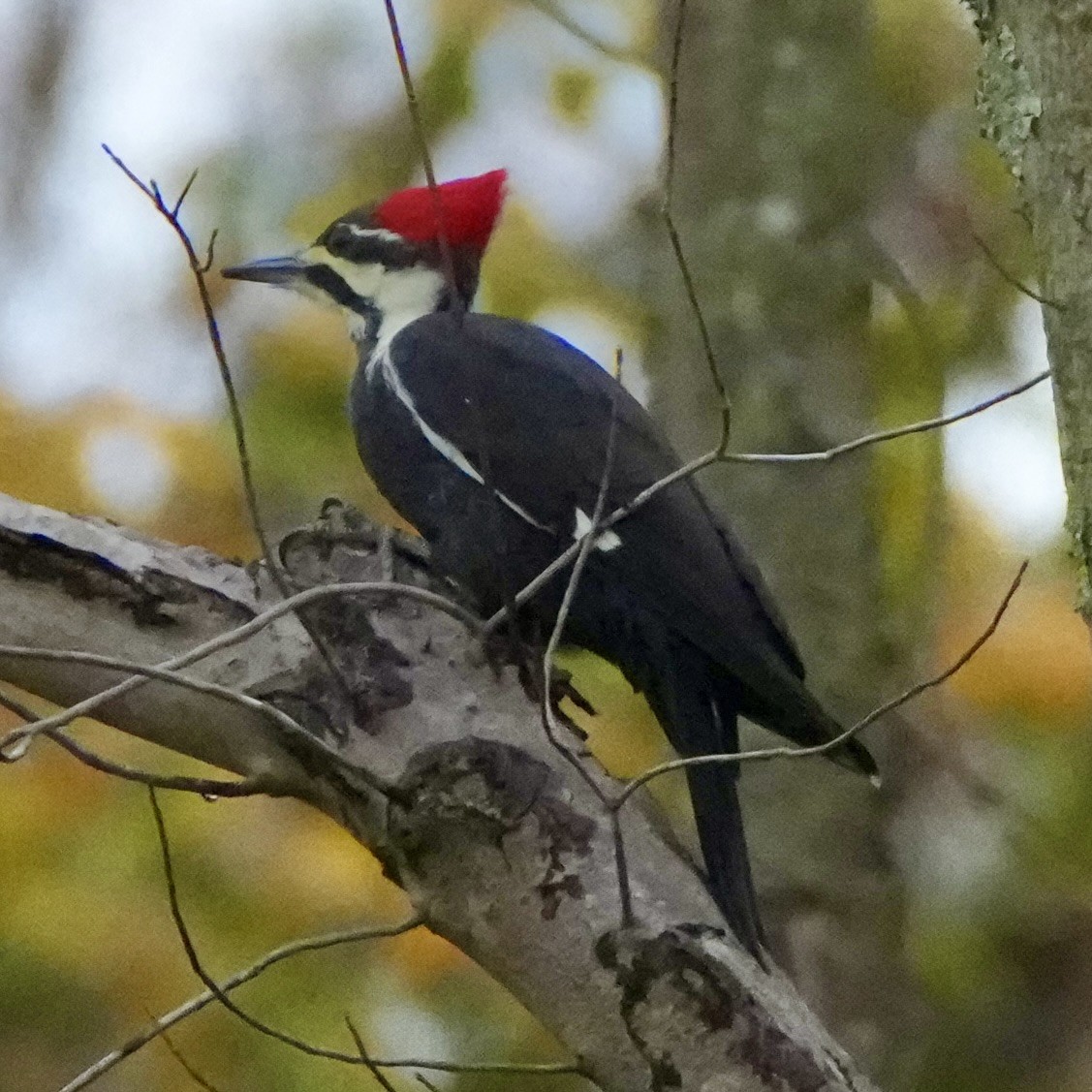 Хохлатая желна - ML644611504