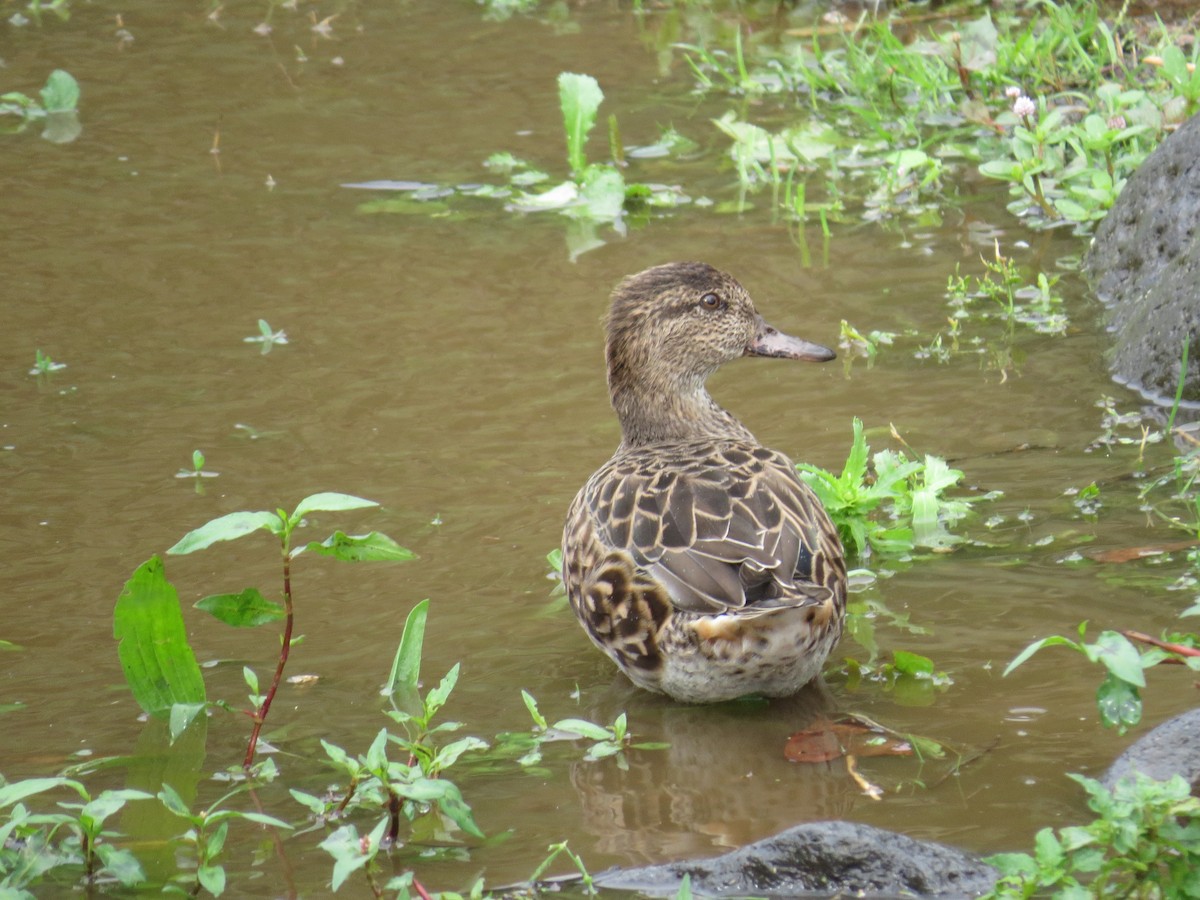 krikkand - ML644611505