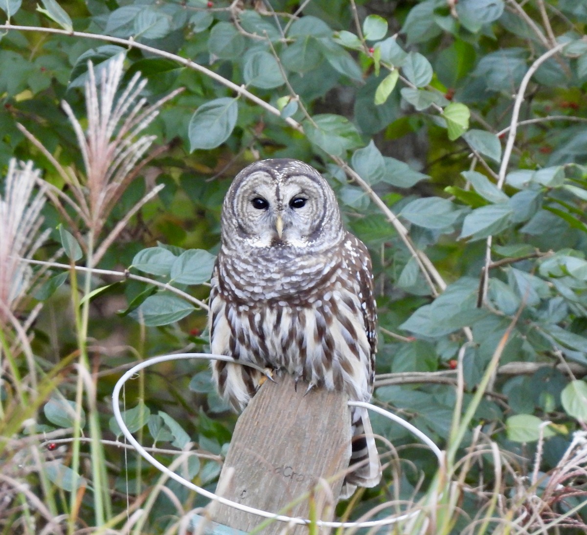 Barred Owl - ML644611509