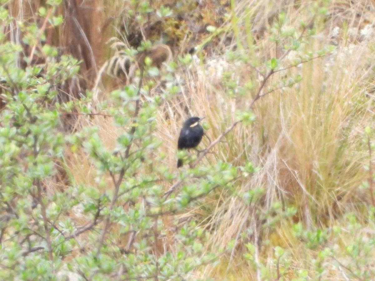 Moustached Flowerpiercer - ML644611510