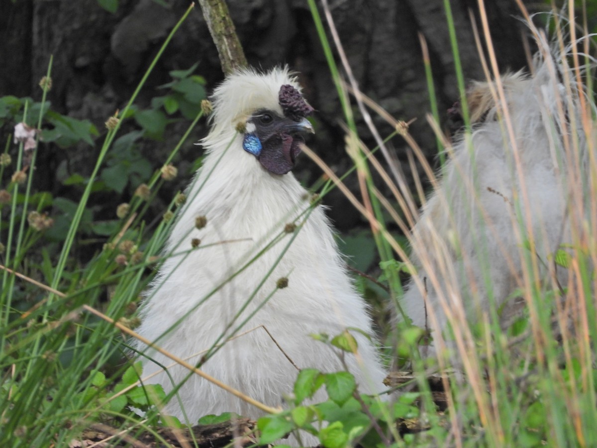 kur domácí - ML644611511