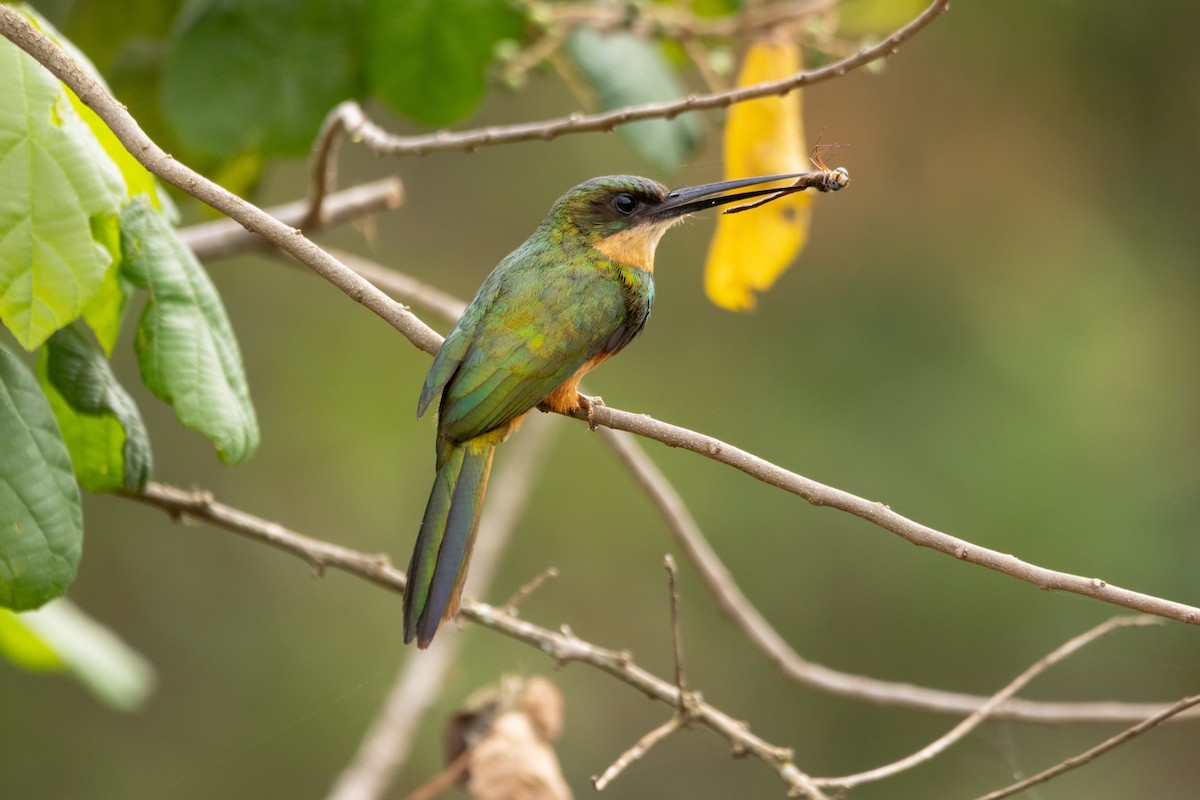 Rufous-tailed Jacamar - ML644611517