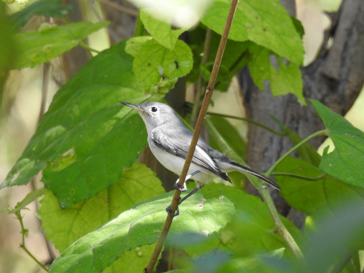 ברחשית כחלחלה - ML644611524