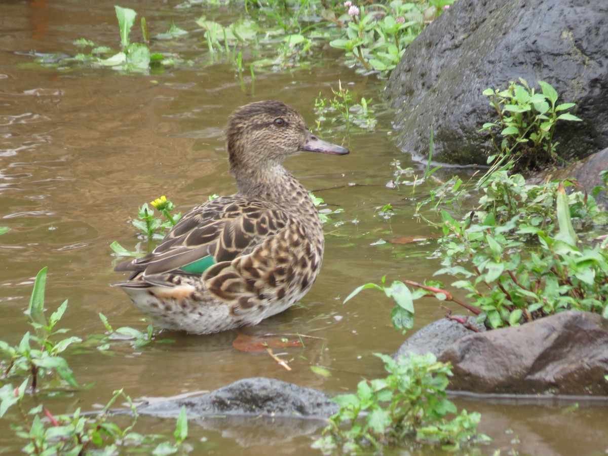 krikkand - ML644611529