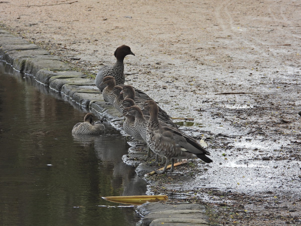 Maned Duck - ML644611537