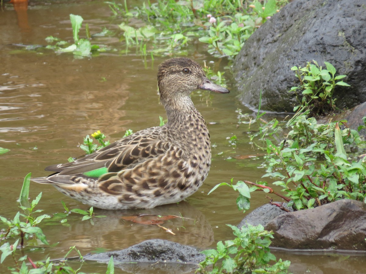 krikkand - ML644611540