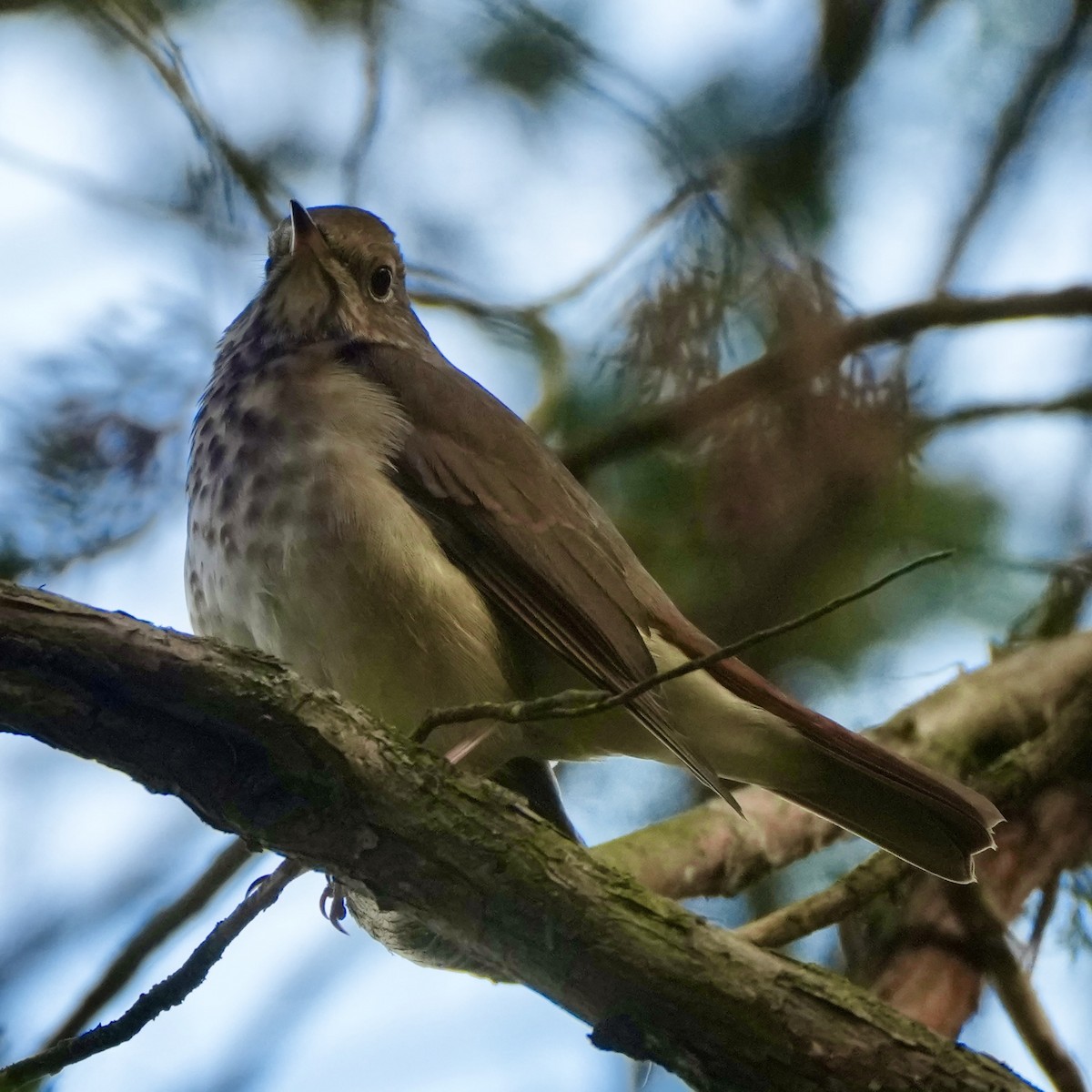 Hermit Thrush - ML644611555