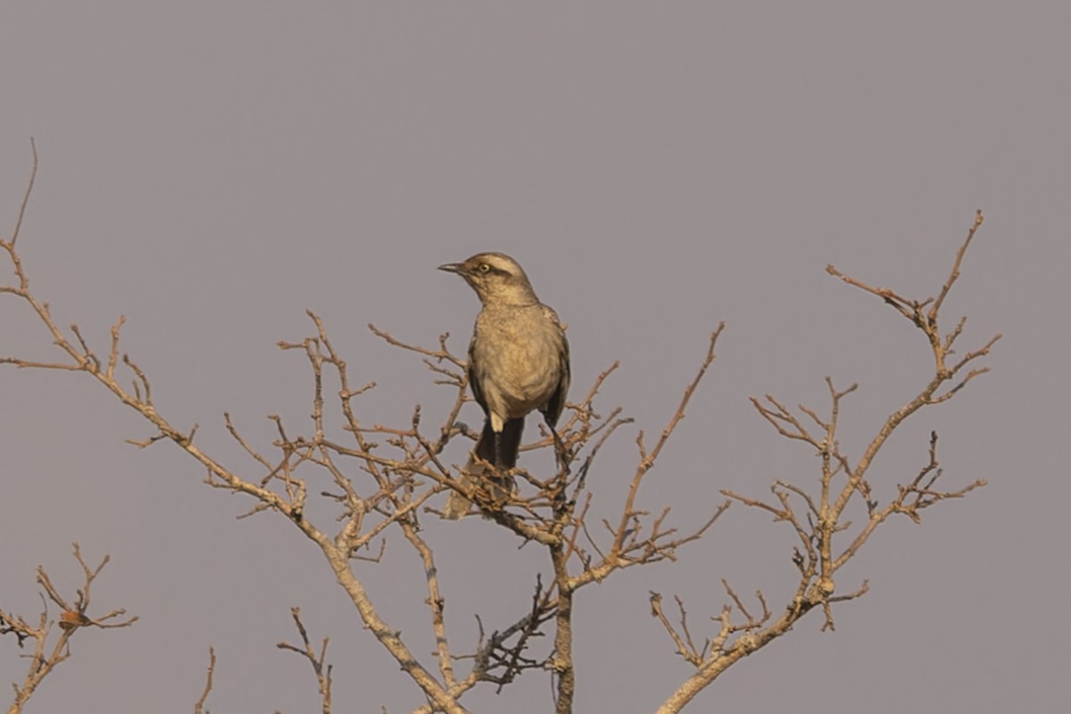 マミジロマネシツグミ - ML644611563