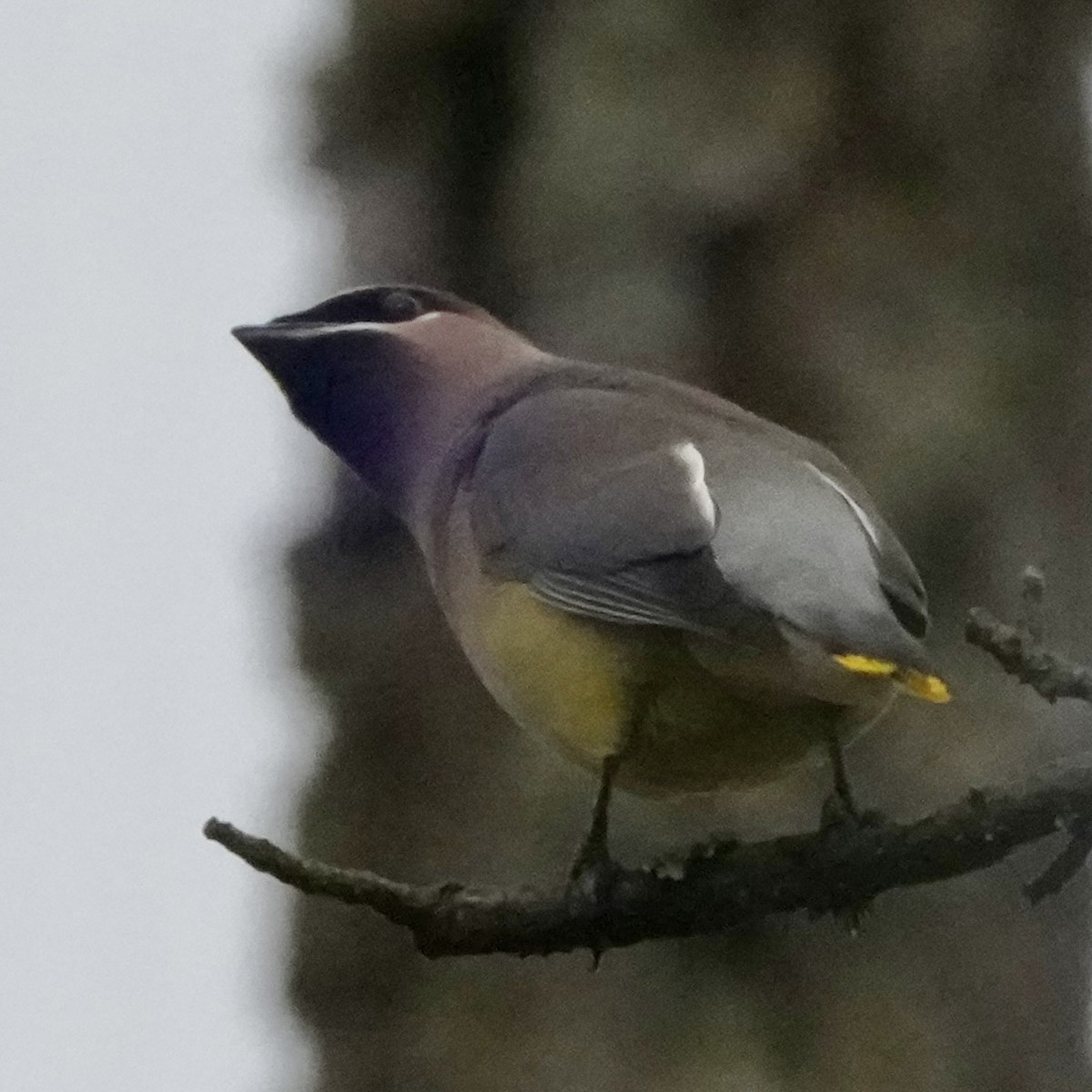 Sedir İpekkuyruğu - ML644611567