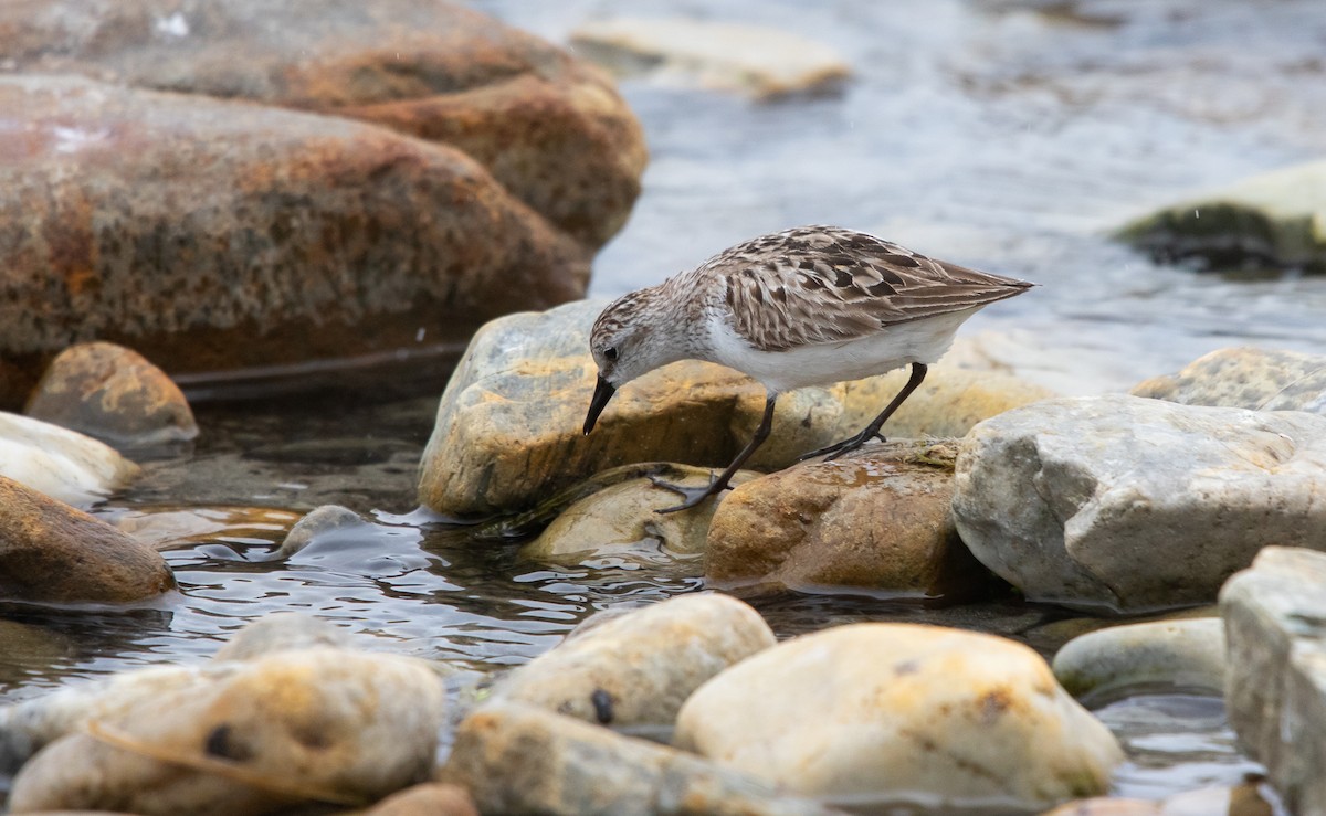 Txirri erdipalmatua - ML644611568