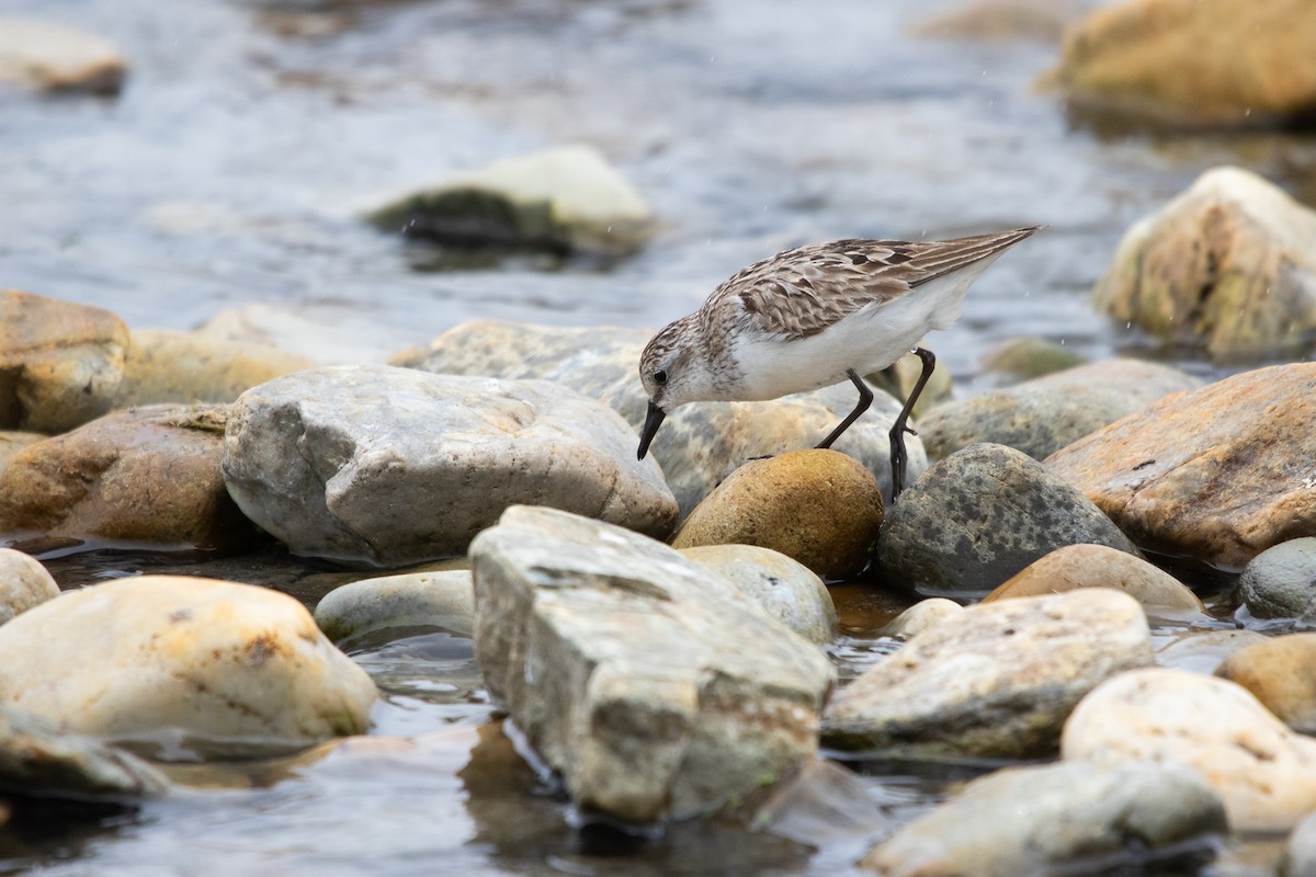 Txirri erdipalmatua - ML644611569