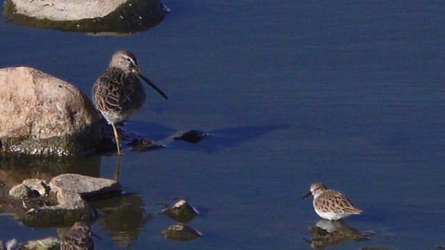 Long-billed Dowitcher - ML644611573