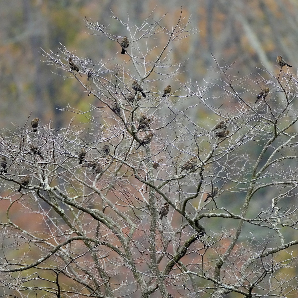 Red-winged Blackbird - ML644611580