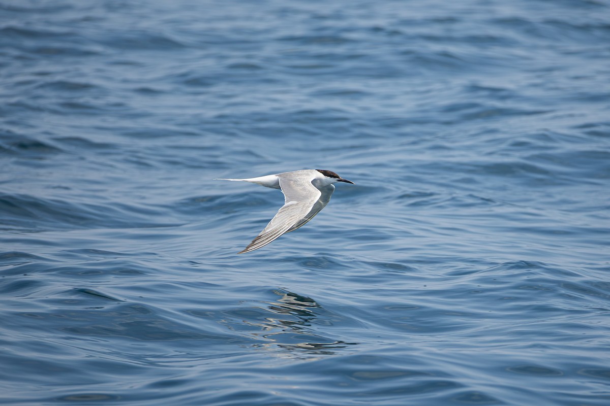 Common Tern - ML644611587