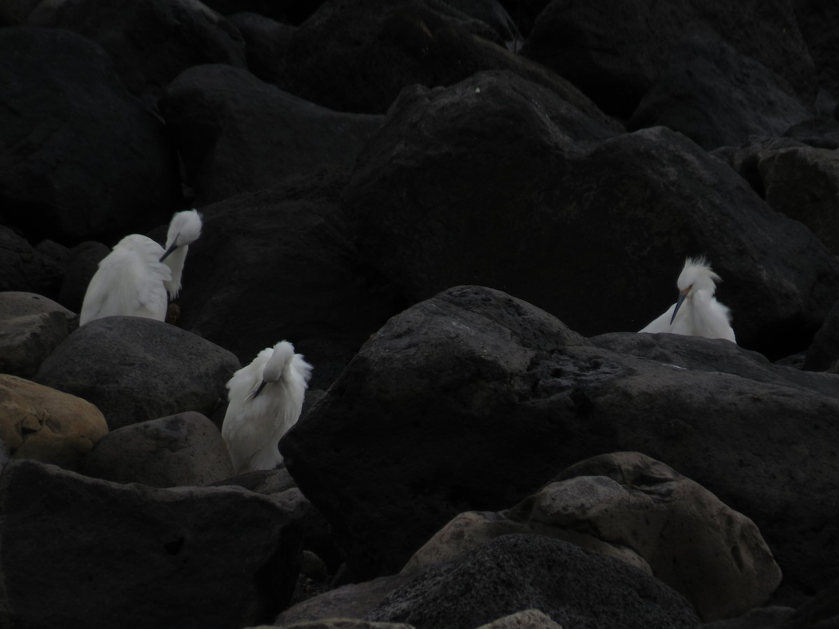 Snowy Egret - ML644611598