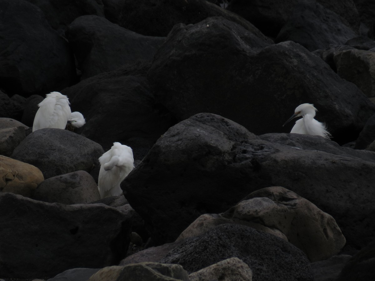 Snowy Egret - ML644611599
