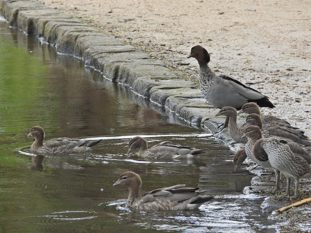 Maned Duck - ML644611600