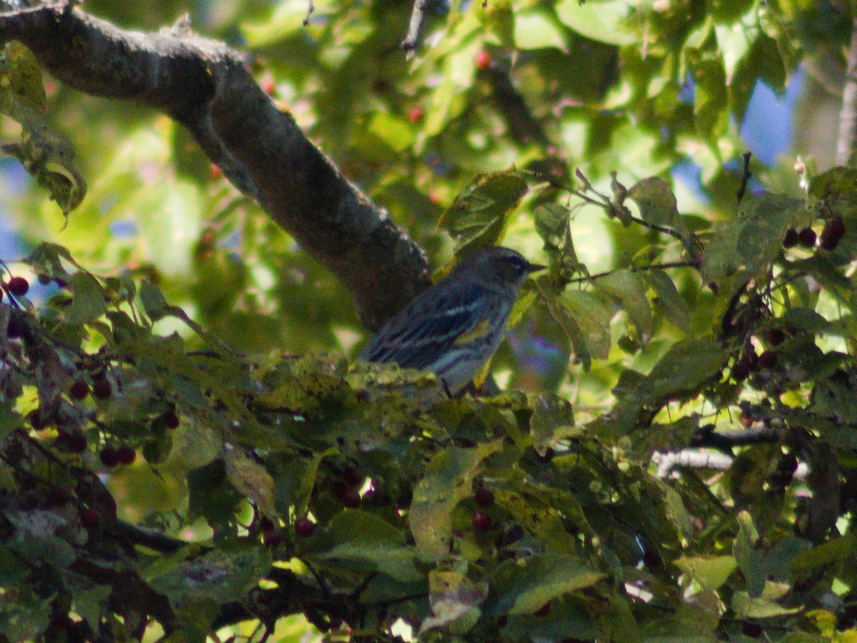 Yellow-rumped Warbler - ML644611609