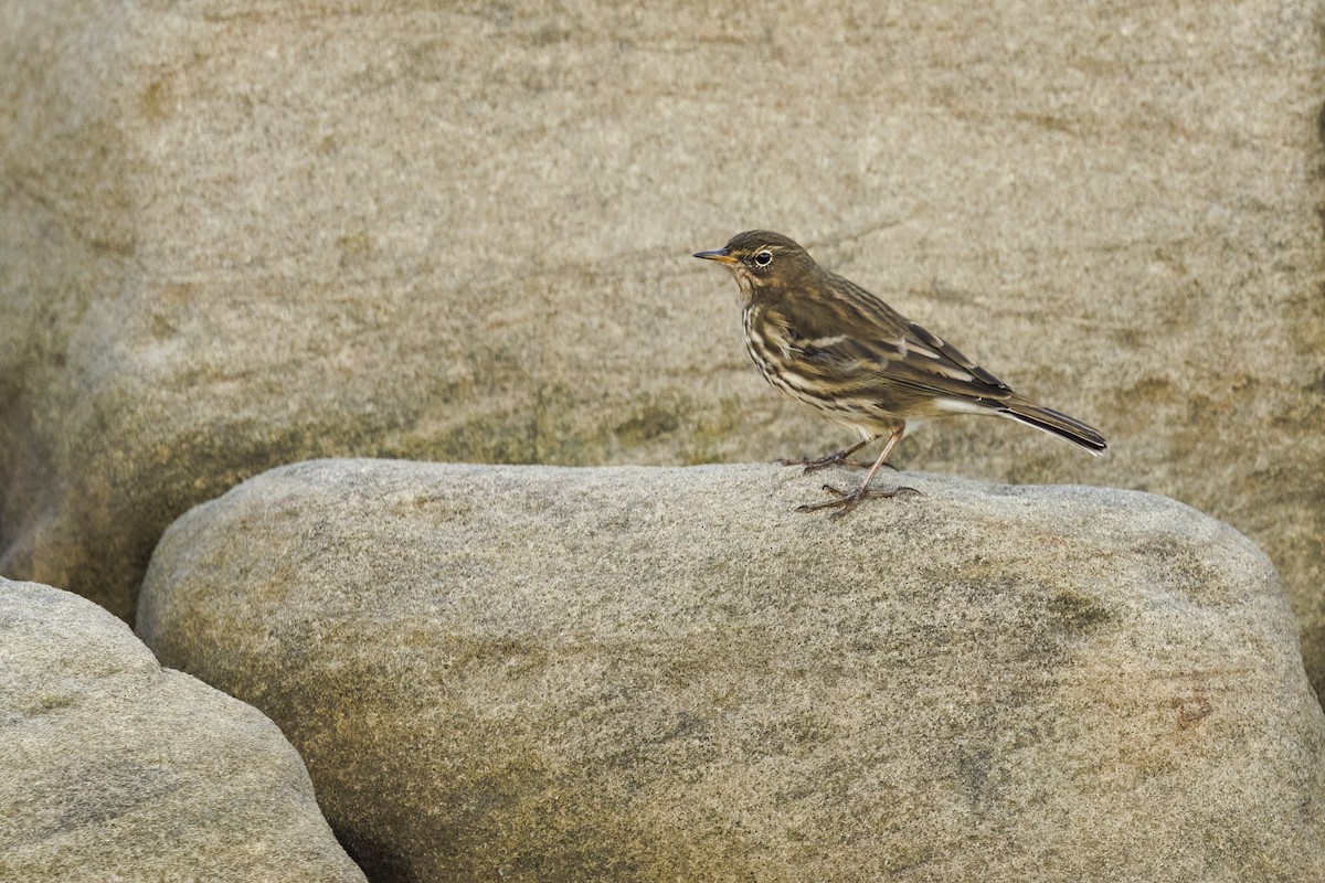 Rock Pipit (Western) - ML644611615