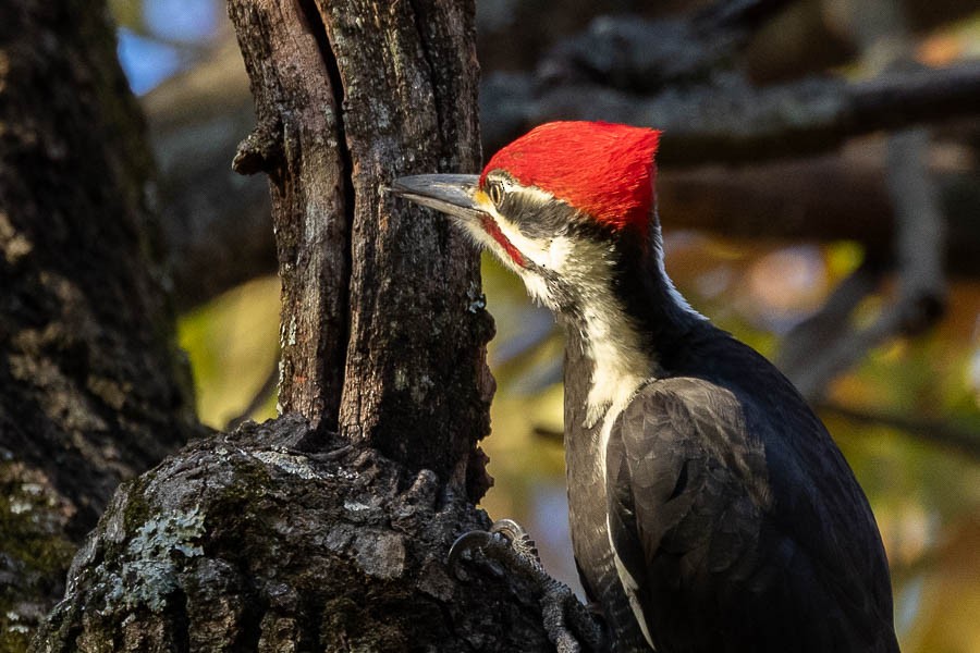 Pileated Woodpecker - ML644611616