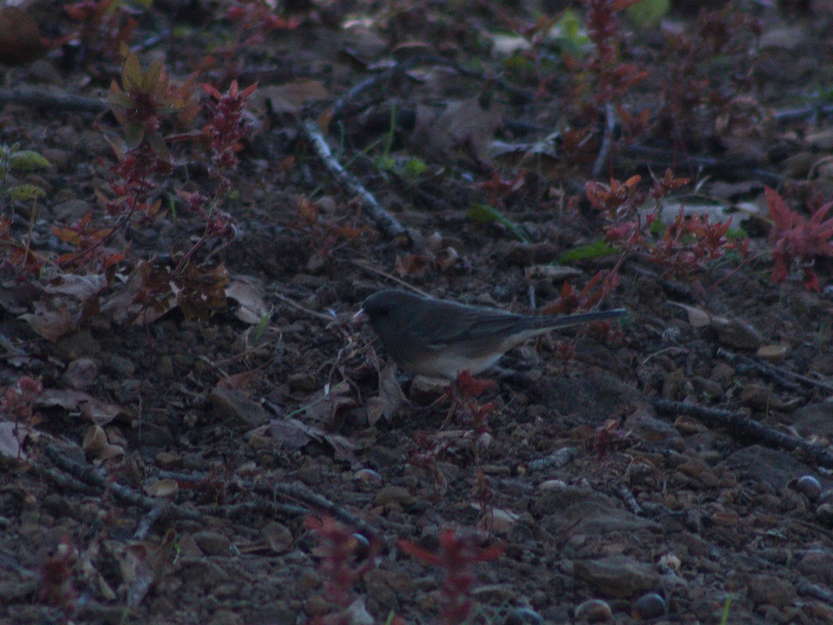 Dark-eyed Junco - ML644611617