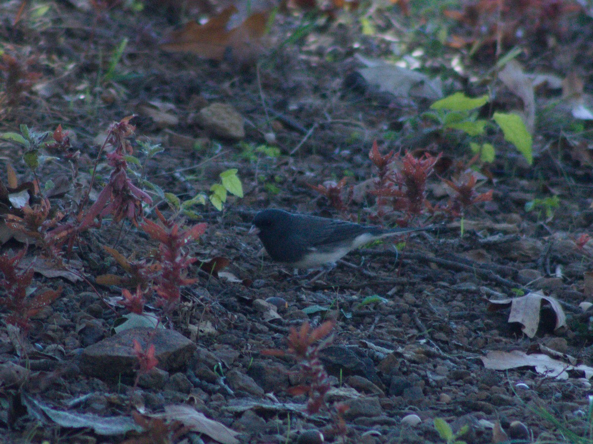 Dark-eyed Junco - ML644611618