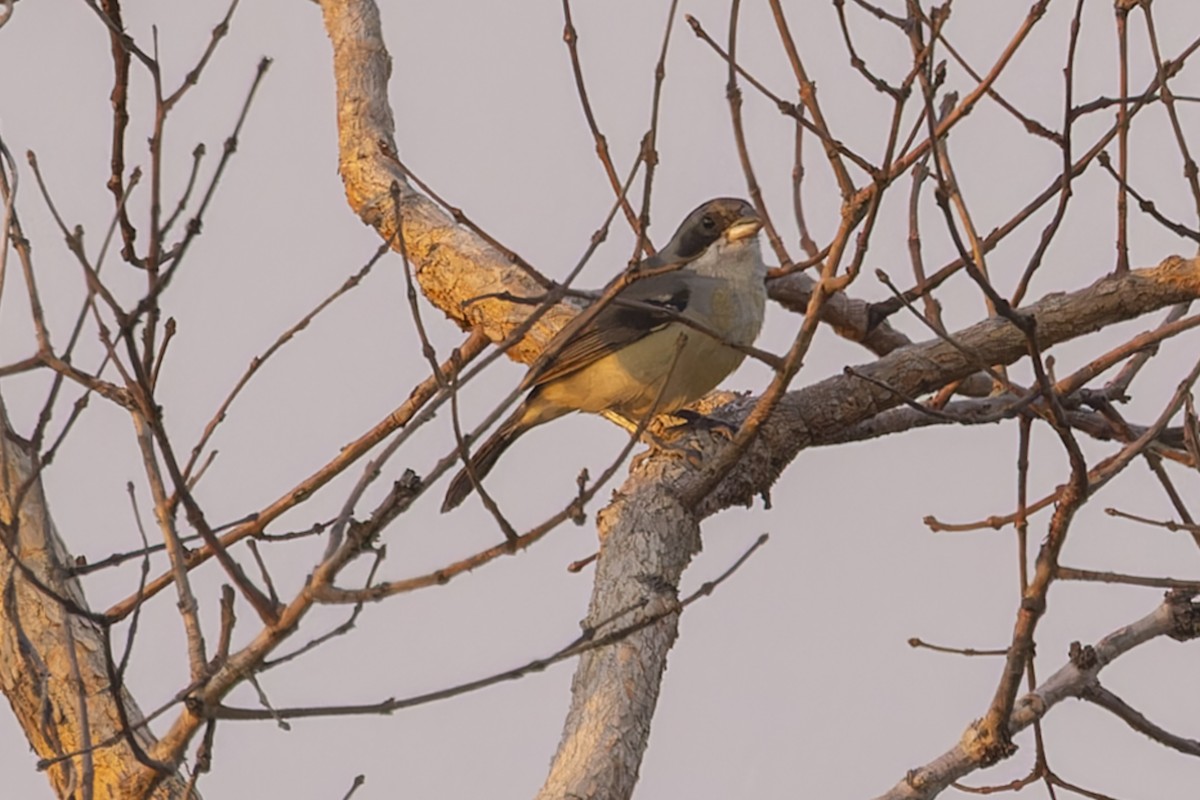 White-banded Tanager - ML644611622