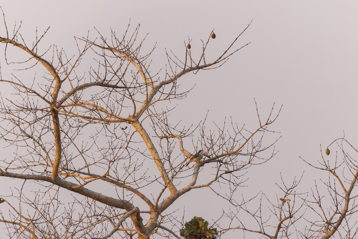 White-banded Tanager - ML644611623