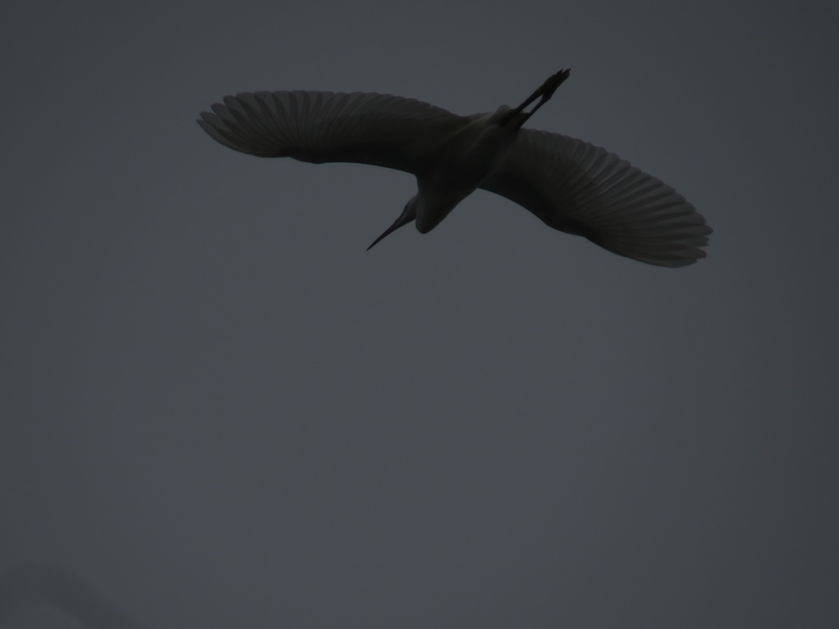 Snowy Egret - ML644611630