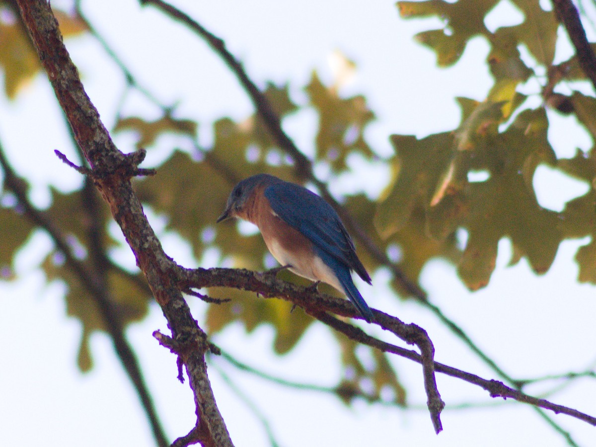 Eastern Bluebird - ML644611631