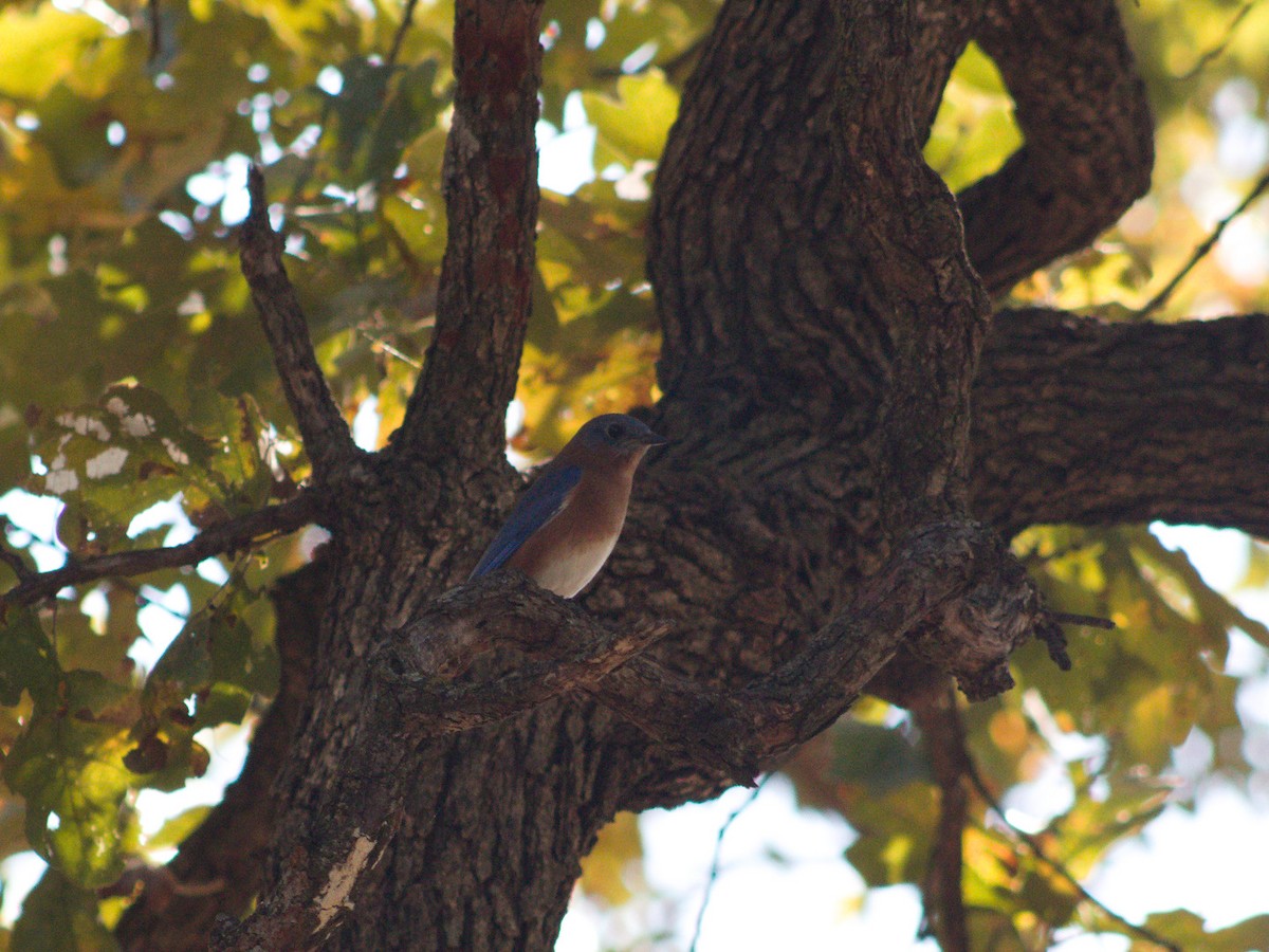 Eastern Bluebird - ML644611632