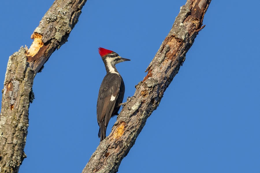 Pileated Woodpecker - ML644611633