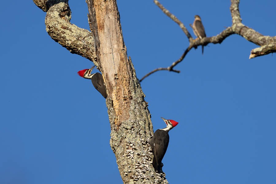Pileated Woodpecker - ML644611634