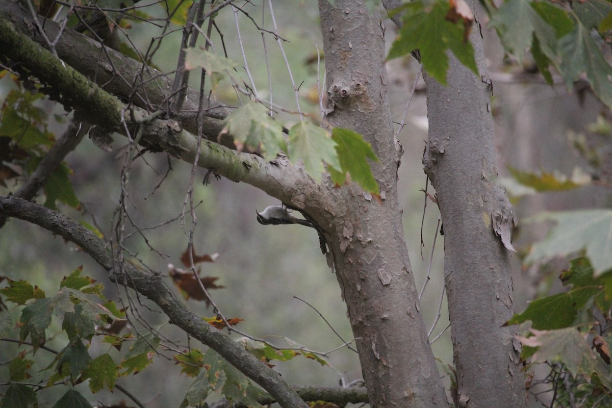 Brown Creeper - ML644611637