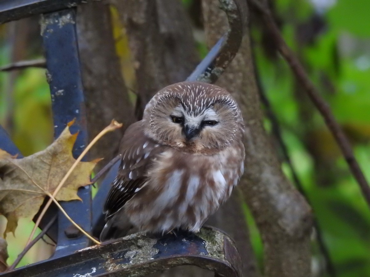 Northern Saw-whet Owl - ML644611638
