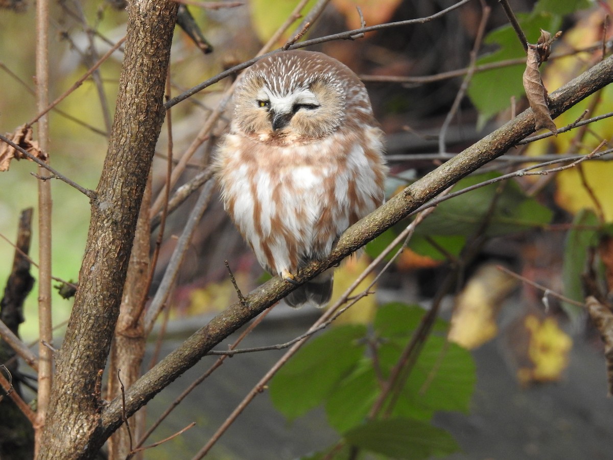 Northern Saw-whet Owl - ML644611641