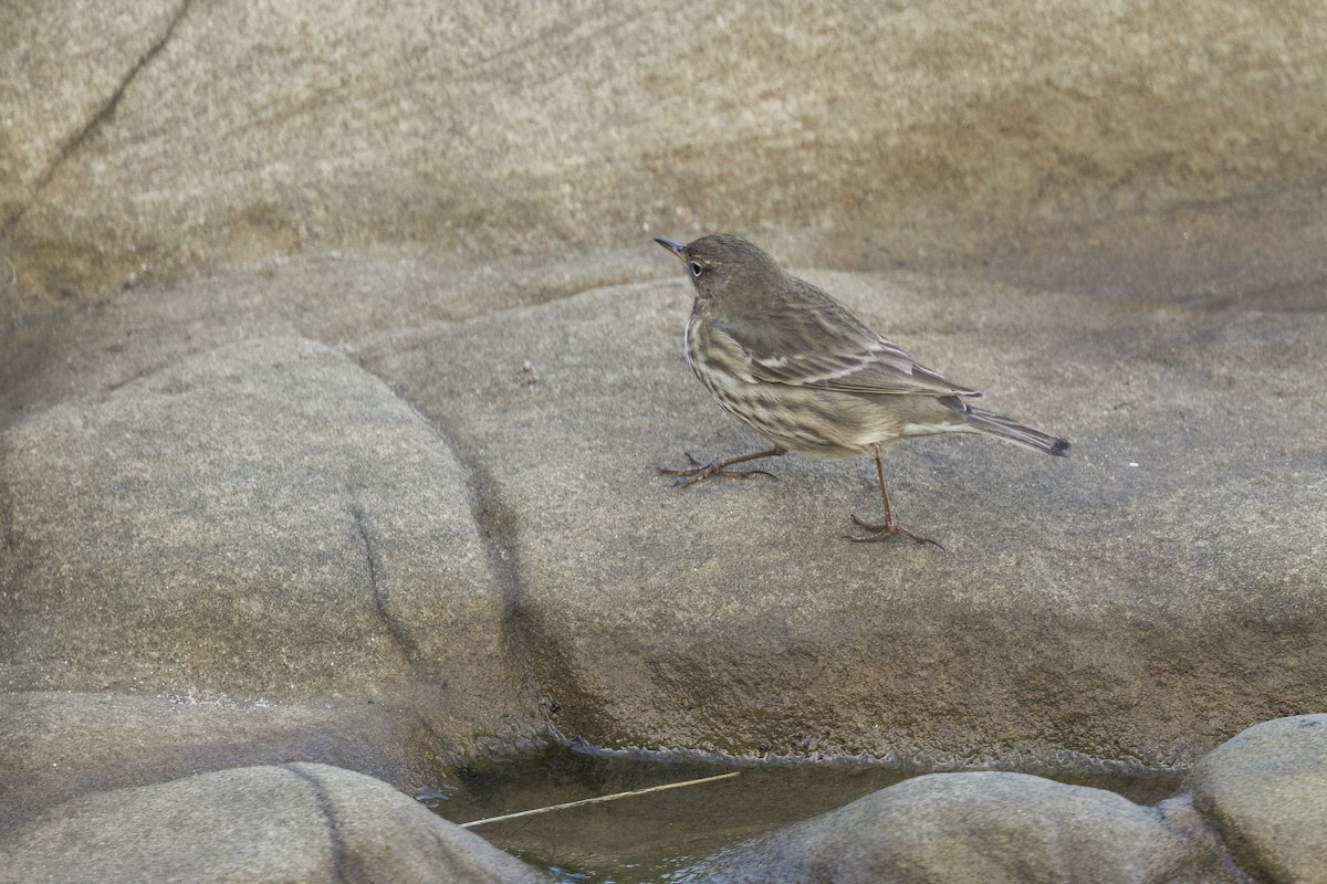 Rock Pipit (Eastern) - ML644611642