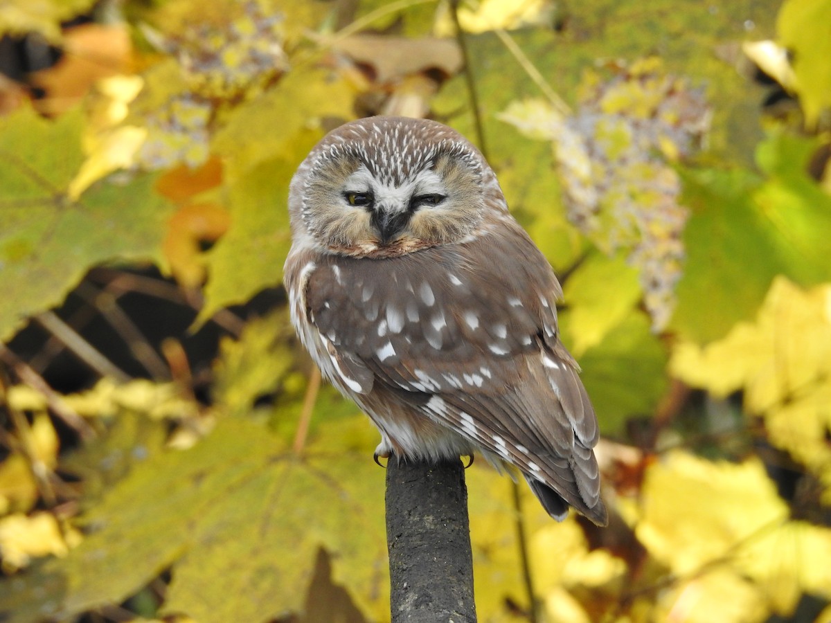 Northern Saw-whet Owl - ML644611643