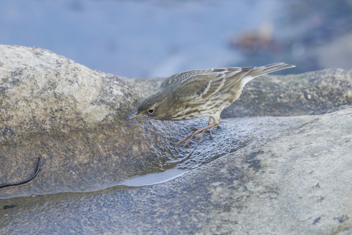 Rock Pipit (Eastern) - ML644611644