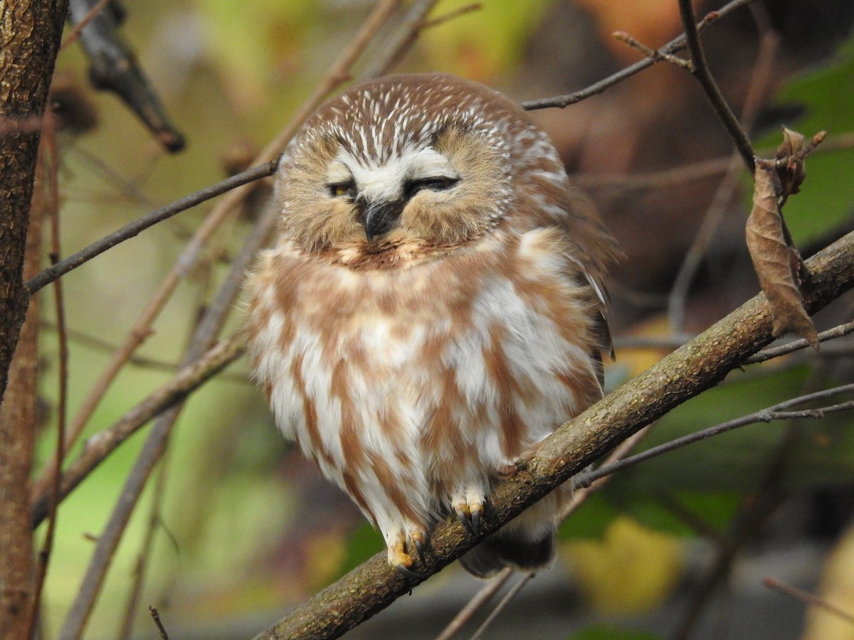Northern Saw-whet Owl - ML644611645