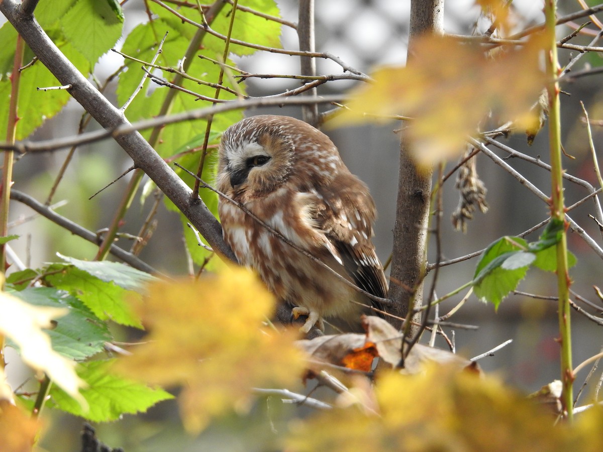 Northern Saw-whet Owl - ML644611646