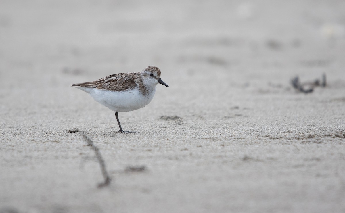 Semipalmated Sandpiper - ML644611647