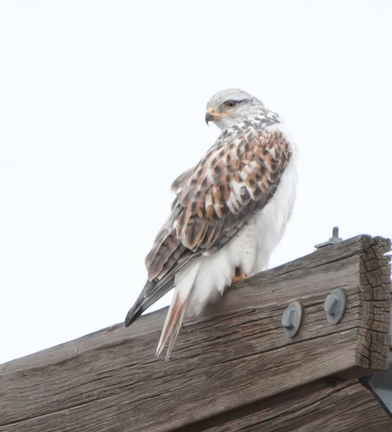 Ferruginous Hawk - ML644611649